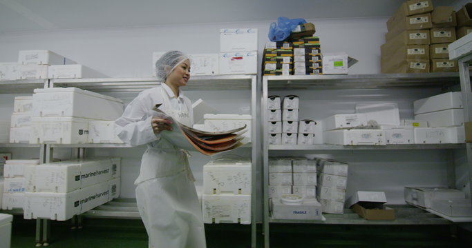Workers packing boxes of fresh fish in a seafood processing factory