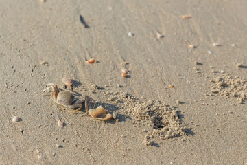 crab on a beach
