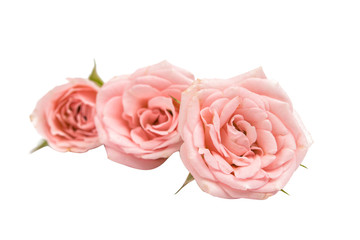 small pink roses