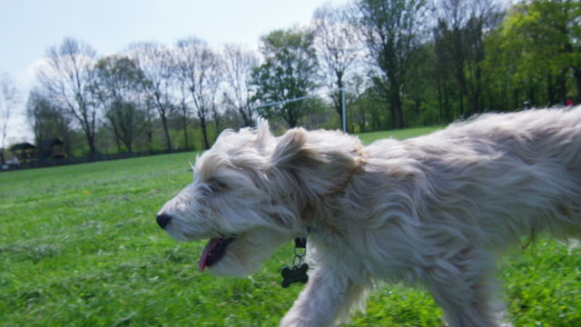 Happy, healthy young puppy enjoying a run in the park. No people. 