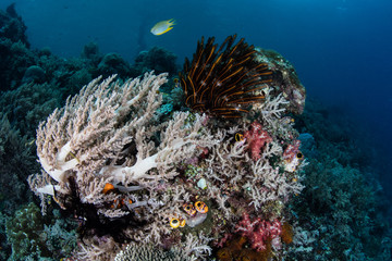 Naklejka na ściany i meble Coral Reef in Raja Ampat