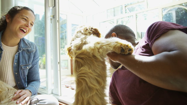  Couple relaxing at home with 2 playful young cocker-poo puppies. 
