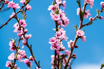 Pfirsich Blüte