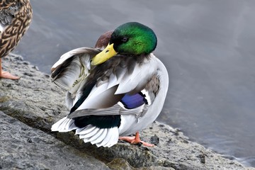 Mallard duck cleaning wing