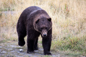 Brown bear (Ursus arctos horribilis) in Alaska