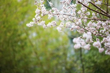 Wuling Farm cherry blossom season, Nantou, Taiwan