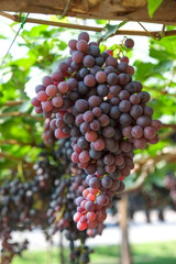 red wine grapes hang from a vine