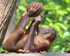Wild Orangutan at Kota Kinabalu Sabah Orangutan Sanctuary eating fruits and vegetable