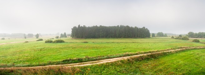 Young cereal field