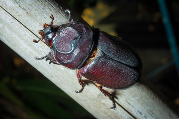 Coleoptera
