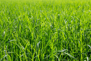 green leaves of rice in paddy, background and texture
