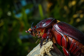 Coleoptera