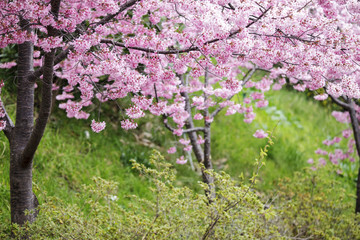 Wuling Farm cherry blossom season, Nantou, Taiwan