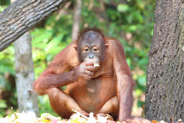 Wild Orangutan at Kota Kinabalu Sabah Orangutan Sanctuary eating fruits and vegetable