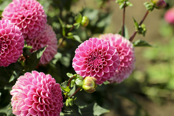 dahlia farm