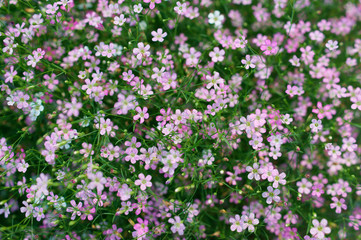 gypsophilia flower.