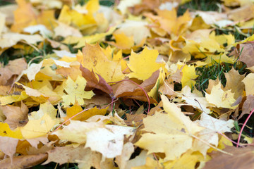 Autumn leaves / many colorful leaves on a lawn in autumn