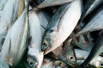 Obraz premium raw sea fish.