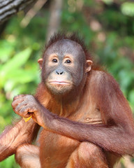 Wild Orangutan at Kota Kinabalu Sabah Orangutan Sanctuary eating fruits and vegetable