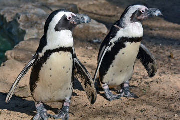 African Penguin in the Zoological Center