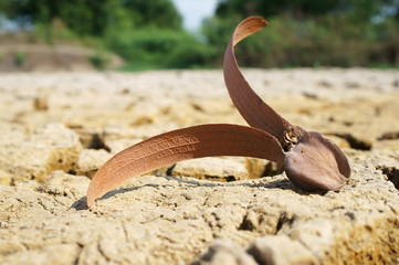 flying seed on ground.