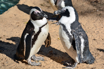 African Penguin in the Zoological Center