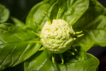 Obraz premium petal bud