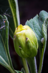 petal bud