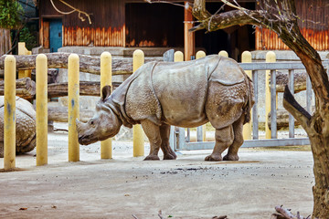 Naklejka premium Rhino / rhinoceros grazing on nature landscape.