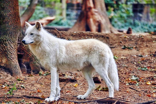 Fototapeta Gray wolf (canis lupus) in its natural habitat.