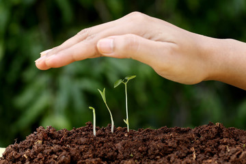 Plant growth-New beginnings