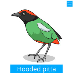 Hooded pitta learn birds educational game vector