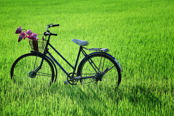 Fototapeta na wymiar old bicycle in paddy field.