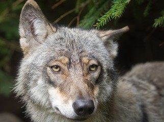 Wolf portrait