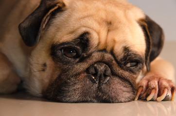 Close-up face lovely happy white fat cute pug dog rest sleep laying on the floor under warm summer sunlight making funny face with home.