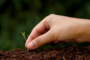 Plant growth-New beginnings
