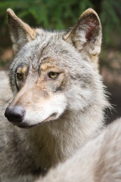 Wolf portrait