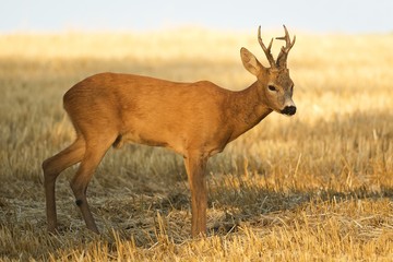 roe deer