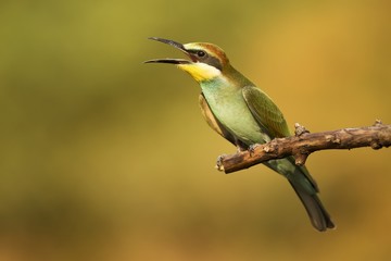 Bee eater