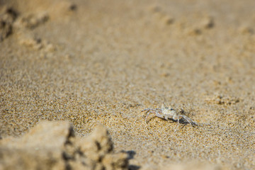 Fototapeta na wymiar small crab on the sand on the coast of the South China Sea. Vietnam.