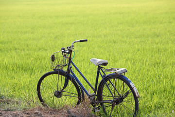 old bicycle at paddy field.