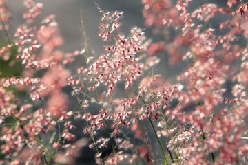 pink reeds against sun light
