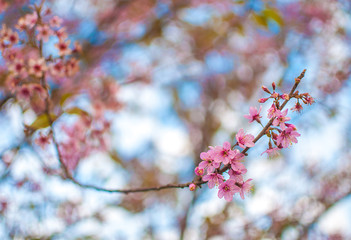 Himalayan Cherry (Prunus cerasoides) blooming at Doi Inthanon National Park Chiang Mai, Thailand. In Thailand we call 'Nang Paya Sua Krong' it mean 'Queen of royal tiger'