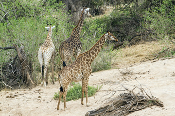 Giraffe in Kruger National park