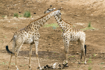 Giraffe in Kruger National park