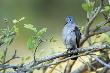 Emerald-spotted Wood-Dove in Kruger National park