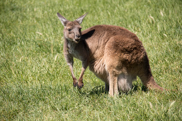  Brown kangaroo in wildlife conservation, Australia.