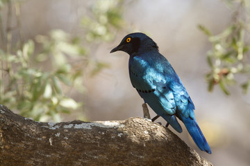 Burchell's Glossy-Starling in Kruger National park
