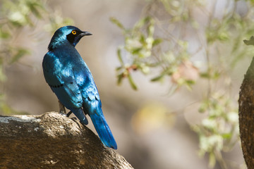 Burchell's Glossy-Starling in Kruger National park