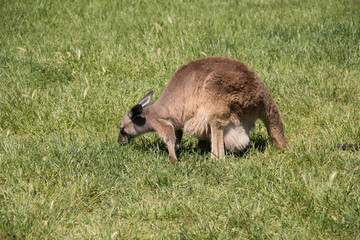  Brown kangaroo in wildlife conservation, Australia.